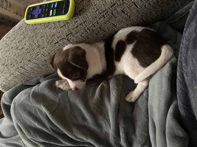 Papillon Doxie mix puppy