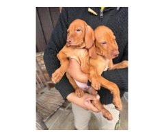 AKC-registered Vizsla girls