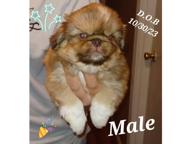 7-week-old Pekingese puppies