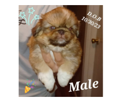 7-week-old Pekingese puppies