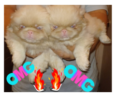 7-week-old Pekingese puppies
