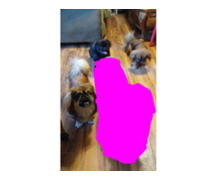 7-week-old Pekingese puppies