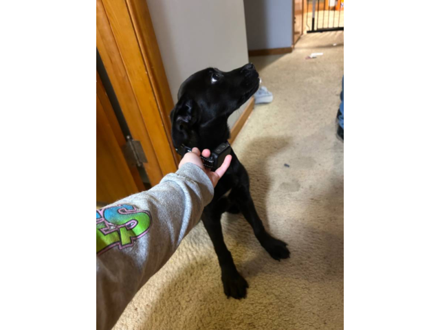 Boxer Rottweiler mix puppy