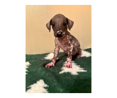 Standard size Xoloitzcuintli puppies for sale