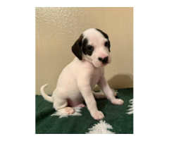 Standard size Xoloitzcuintli puppies for sale