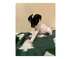 Standard size Xoloitzcuintli puppies for sale