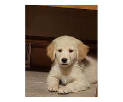 Blonde AKC Golden Retriever Puppies