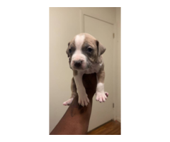 Brindle Pitbull and Lab Mix puppies