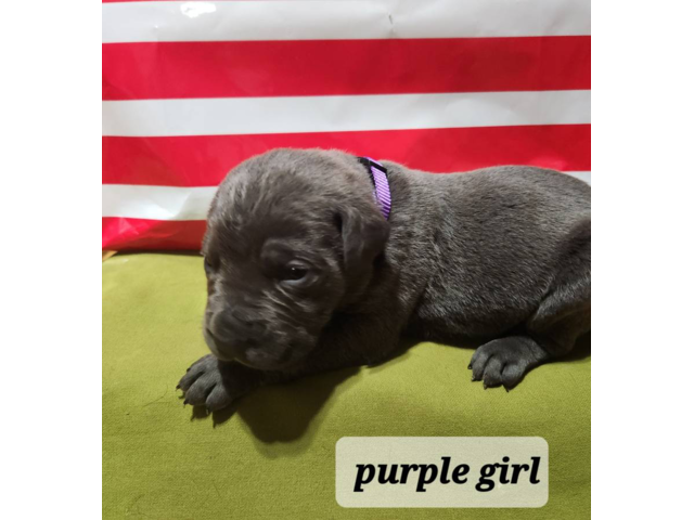 ICCF reg blue Cane Corso puppies for sale