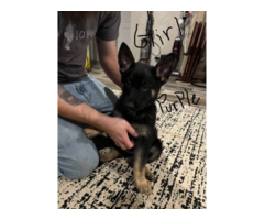 5 German Shepherd puppies for adoption