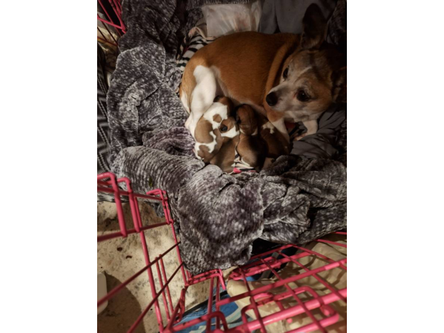 3 Chiweenies/Chihuaha puppies