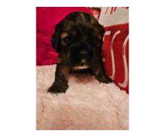 AKC Show Quality Cocker Spaniel puppies