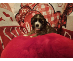 AKC Show Quality Cocker Spaniel puppies