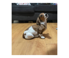 2 piebald Dachshund puppies left