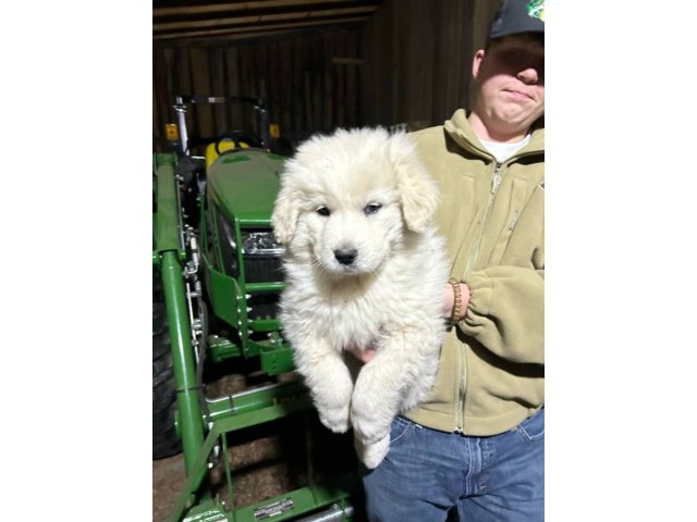 4 Great Pyrenees LGD Puppies