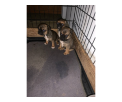 3 Cute Chug Puppies for sale