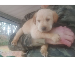 Beautiful Goldador puppies