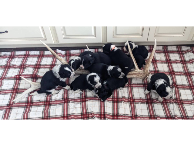 3/4 Border Collie and 1/4 Corgi