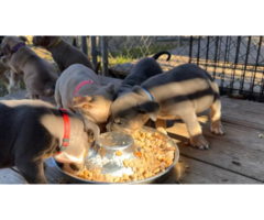 6 American Bully puppies for sale