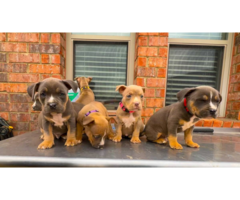 6 American Bully puppies for sale