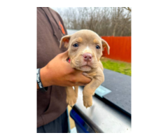 6 American Bully puppies for sale
