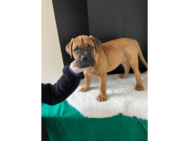 2 AKC Bullmastiff puppies for sale