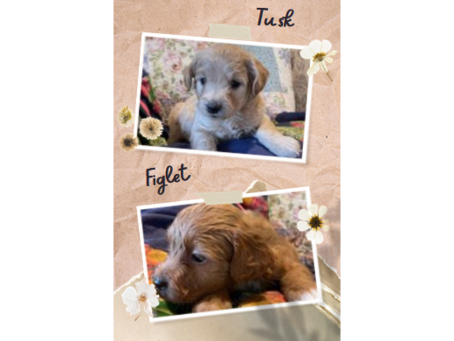 !!NOW AVAILABLE!! Adorable Rat Toodles for sale