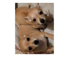 Super cute Chiweenie puppies