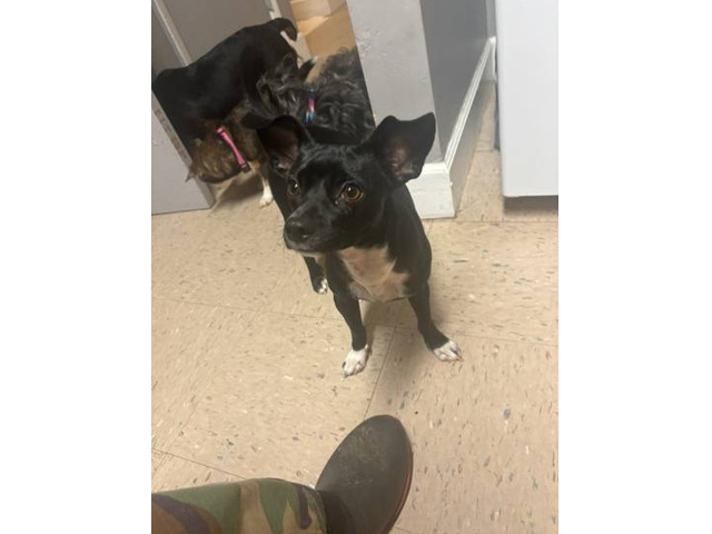 Sweet jack-chi baby needs a new home