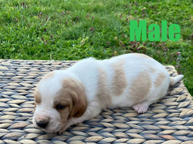 Registered Basset Hound puppies