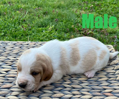 Registered Basset Hound puppies