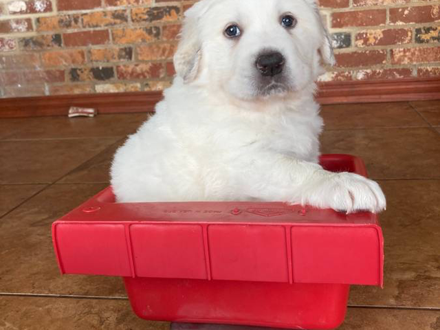 6 Livestockr Guardian Dog puppies