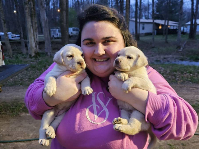 Yellow Lab Husky mix puppies