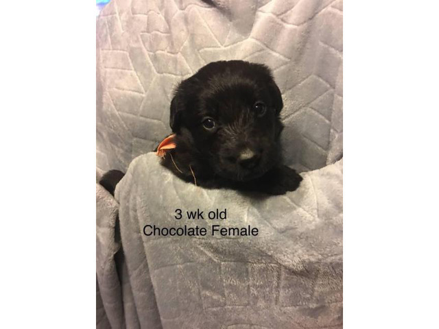 Adorable sweet Labradoodle Puppies looking for a fantastic home