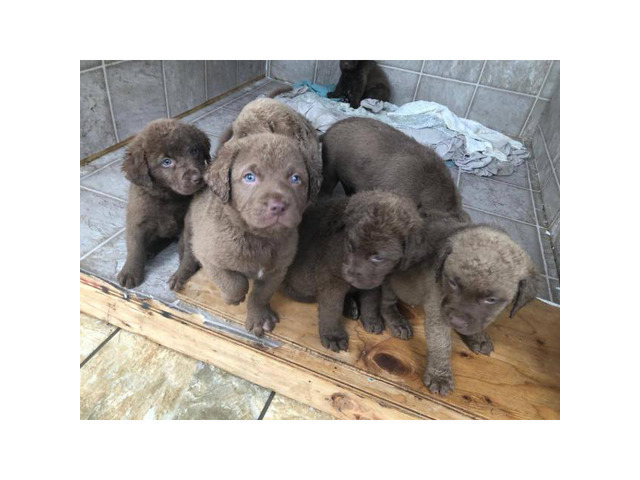 AKC Chesapeake Bay Retriever puppies