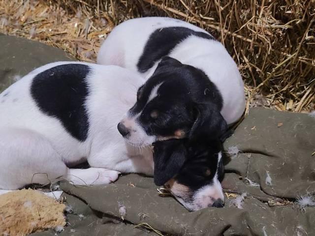 Jack Russell toy fox terrier mix