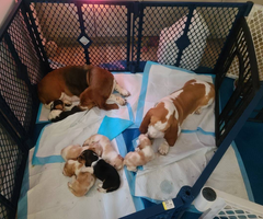 Purebred European Basset hounds