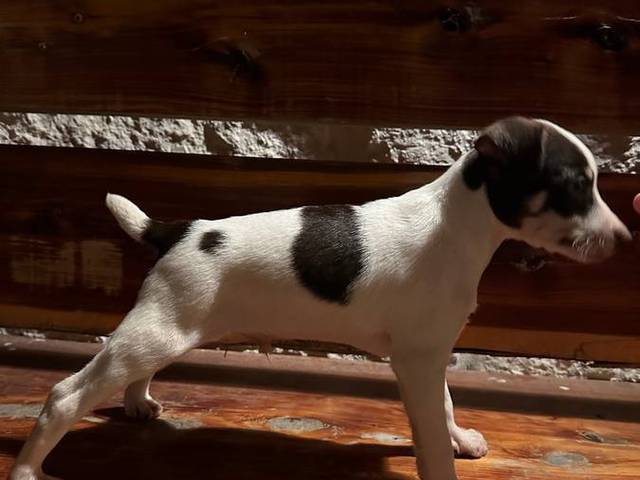 Standard Rat Terriers