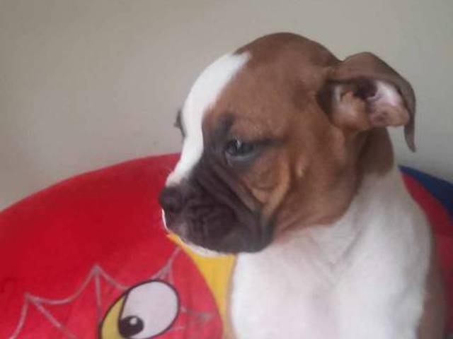 3 purebred Boxer puppies