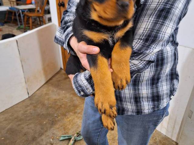 9 weeks old female Rottweiler