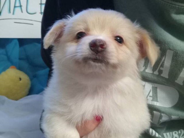 Pomeranian chihuahua puppies