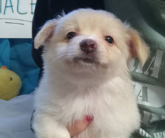 Pomeranian chihuahua puppies