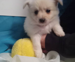 Pomeranian chihuahua puppies