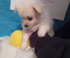 Pomeranian chihuahua puppies