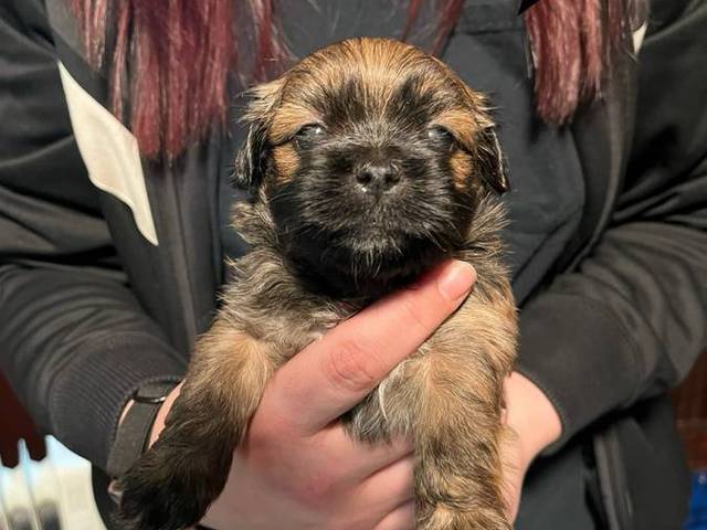 3 boy Shorkie mix puppies