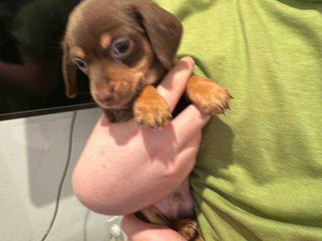 6 Chiweenie puppies for sale
