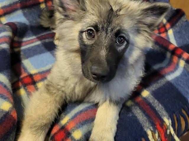 4 beautiful keeshond puppies