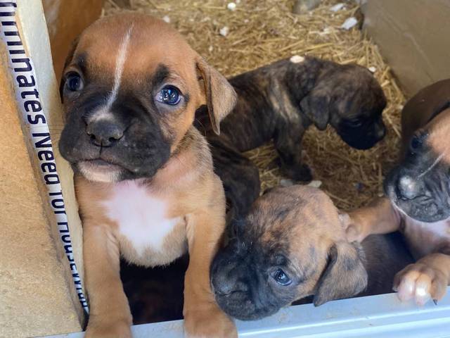 8 purebred boxer puppies for sale