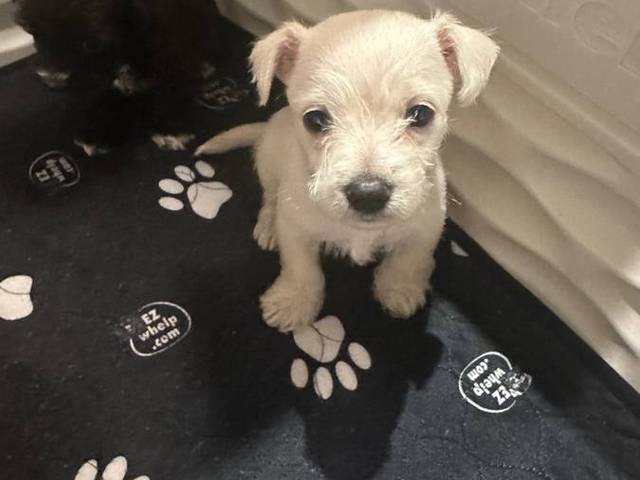 Snorkie boys and girls