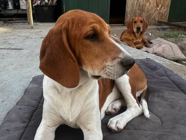 3 Beagle puppies available